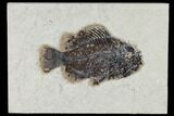 Fossil Fish (Cockerellites) - Green River Formation #113888-1